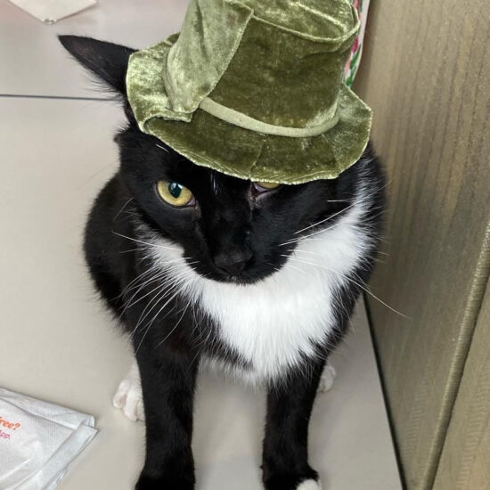 WC mascot cat in rakishly angled green velvet top hat